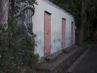 the ibex at night behind a bush, Port Mathurin • Mauritius